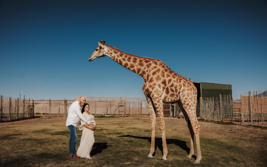 Family maternity photo with parents and child standing together while giraffes walk nearby.
